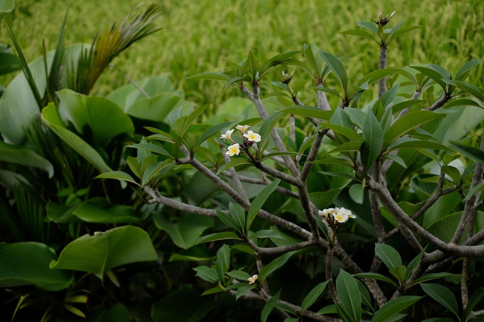 Anantra Bali Eco * Ubud (Bali)